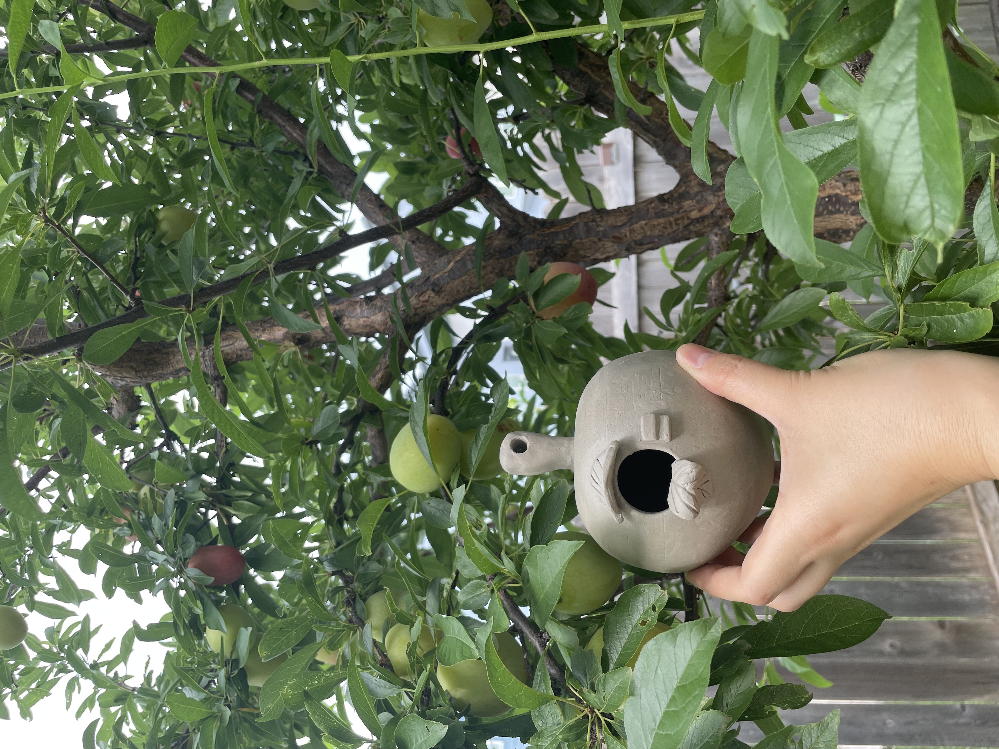 hand holding plant