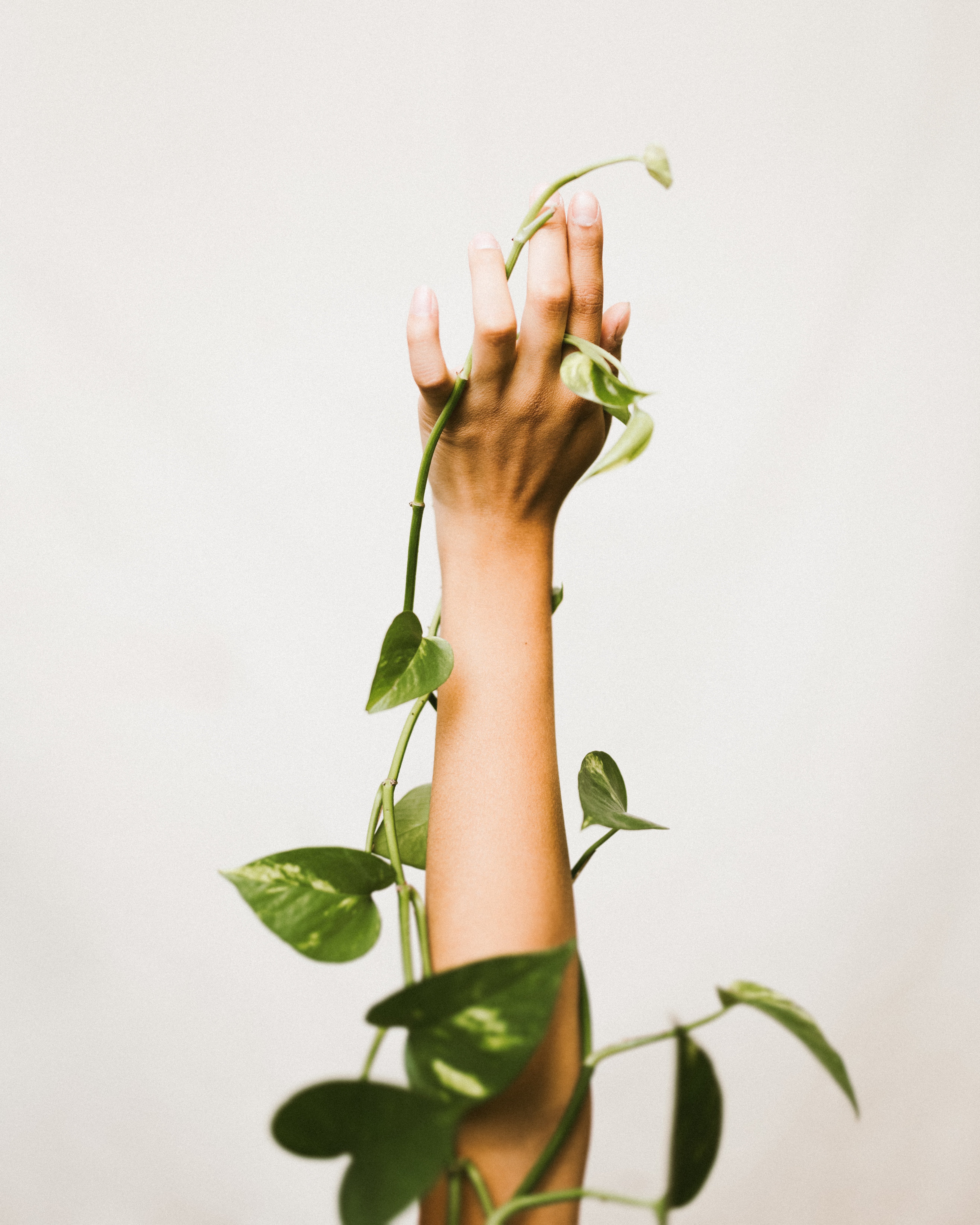hand holding plant
